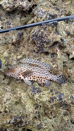 イシミーバイの釣果