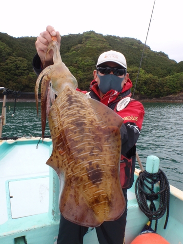 アオリイカの釣果