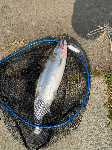 サクラマスの釣果