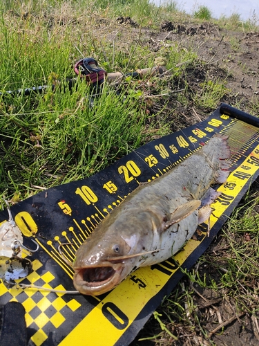 ナマズの釣果