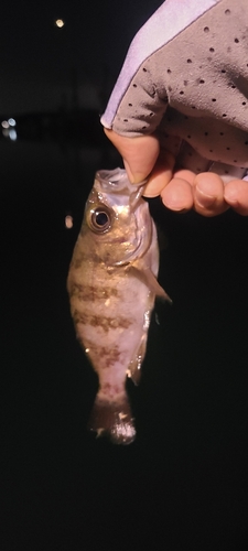 シロメバルの釣果