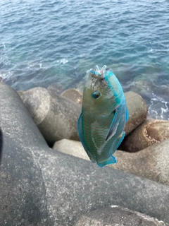 ブダイの釣果