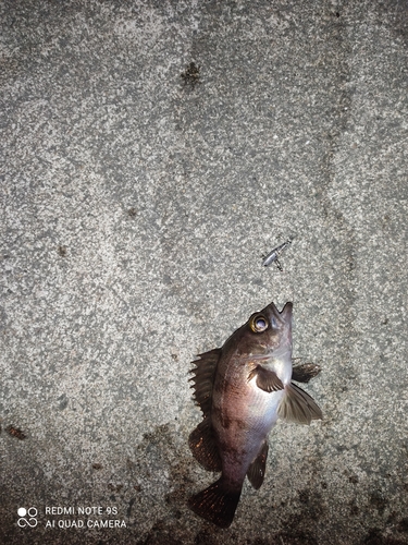 メバルの釣果