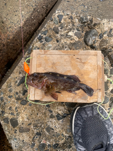 カサゴの釣果