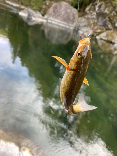 ウグイの釣果