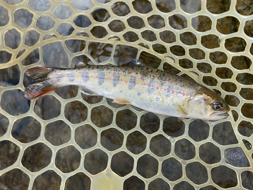 アマゴの釣果