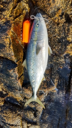 ハマチの釣果