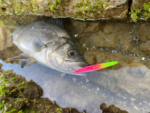 ヒラスズキの釣果