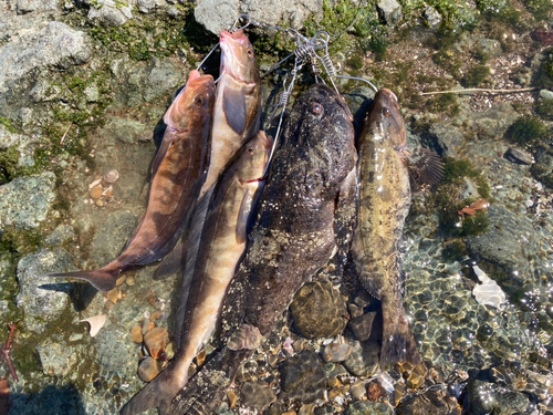 ホッケの釣果