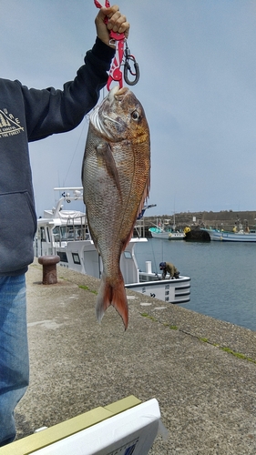 マダイの釣果