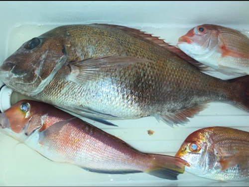 マダイの釣果