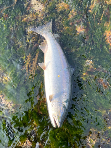 サクラマスの釣果