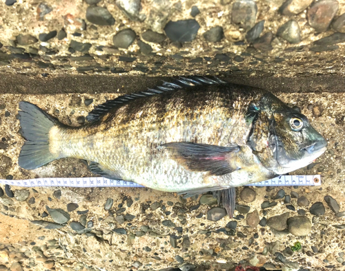 チヌの釣果