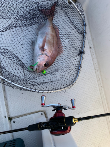 マダイの釣果