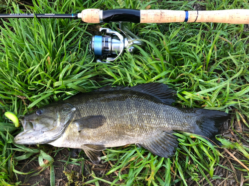 スモールマウスバスの釣果