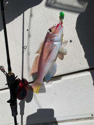 アマダイの釣果