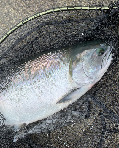 サクラマスの釣果