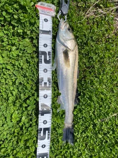 マルスズキの釣果