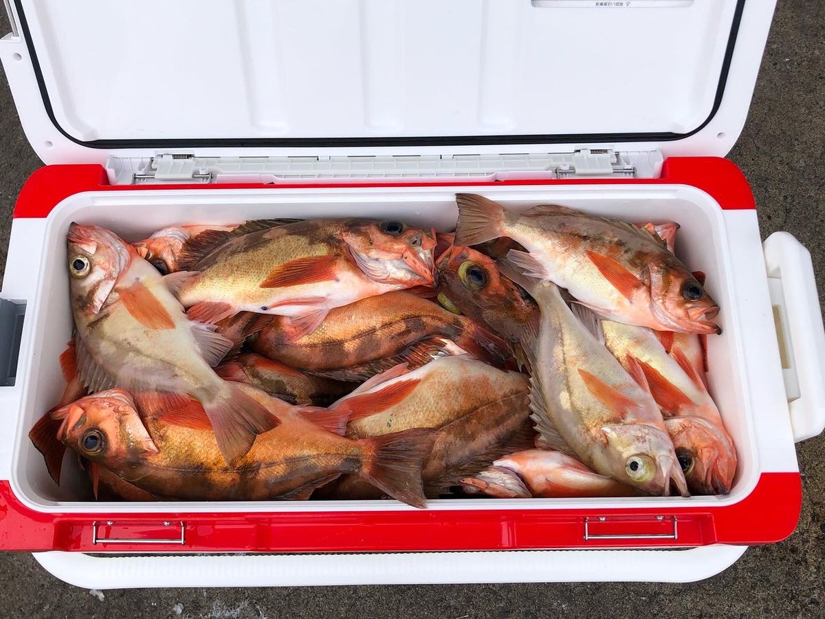 Dの男さんの釣果 2枚目の画像