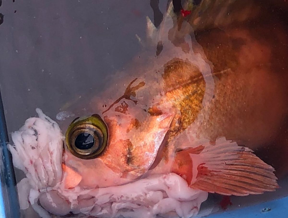 Dの男さんの釣果 3枚目の画像