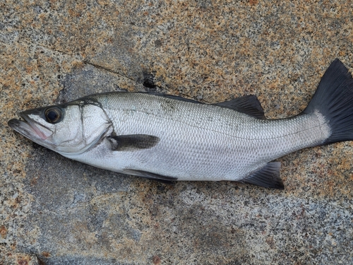 カマスの釣果