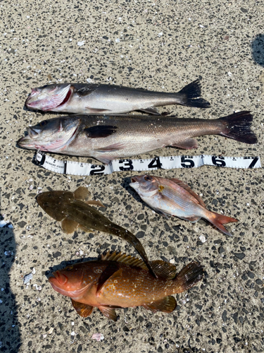 シーバスの釣果