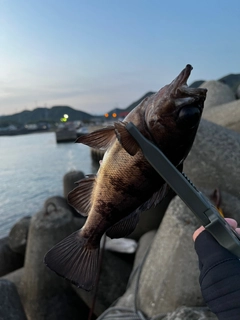 アカメバルの釣果