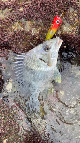 キビレの釣果