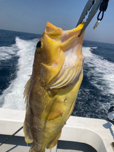 アオハタの釣果