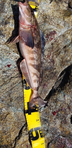 ホッケの釣果