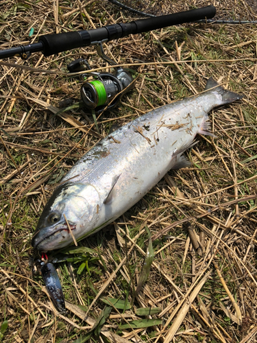 サクラマスの釣果