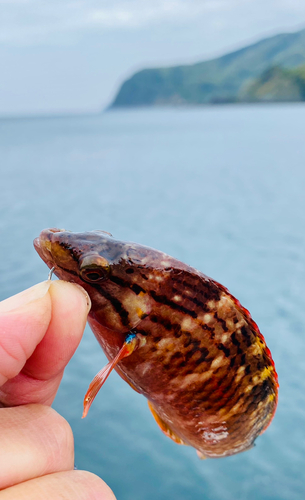 ホシササノハベラの釣果