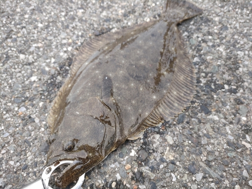 ヒラメの釣果