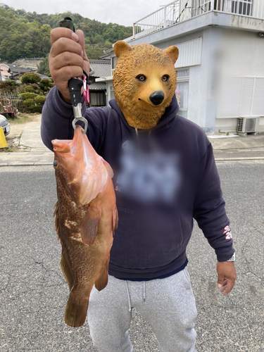 キジハタの釣果