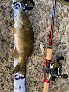 ブラックバスの釣果