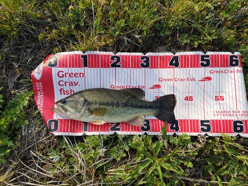 ブラックバスの釣果