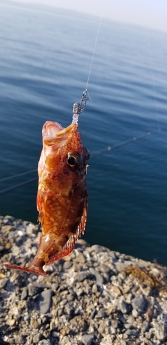 カサゴの釣果