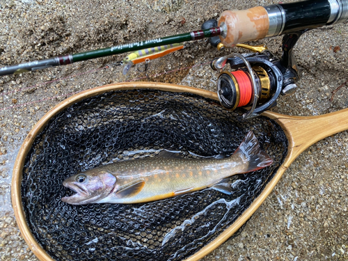 イワナの釣果