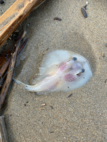 アカエイの釣果