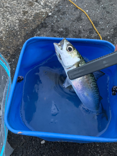 サバの釣果