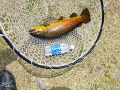 ブラウントラウトの釣果