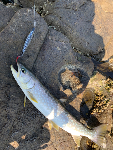 サクラマスの釣果