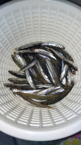 チアユの釣果