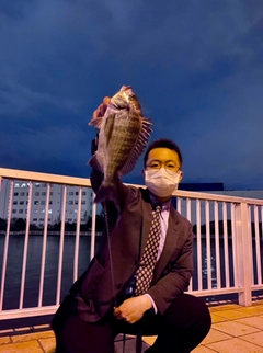 チヌの釣果