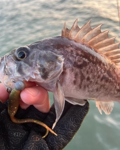 クロソイの釣果