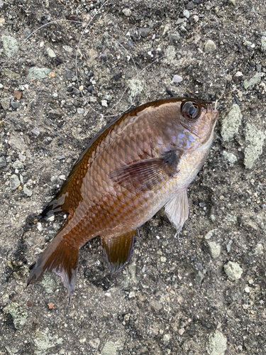 スズメダイの釣果