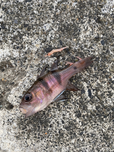 ネンブツダイの釣果