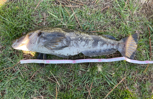 ホッケの釣果