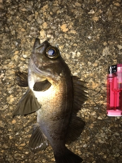 シロメバルの釣果