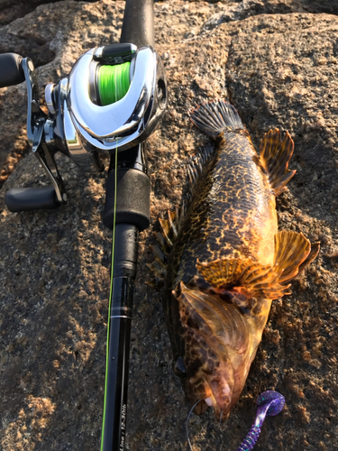 タケノコメバルの釣果